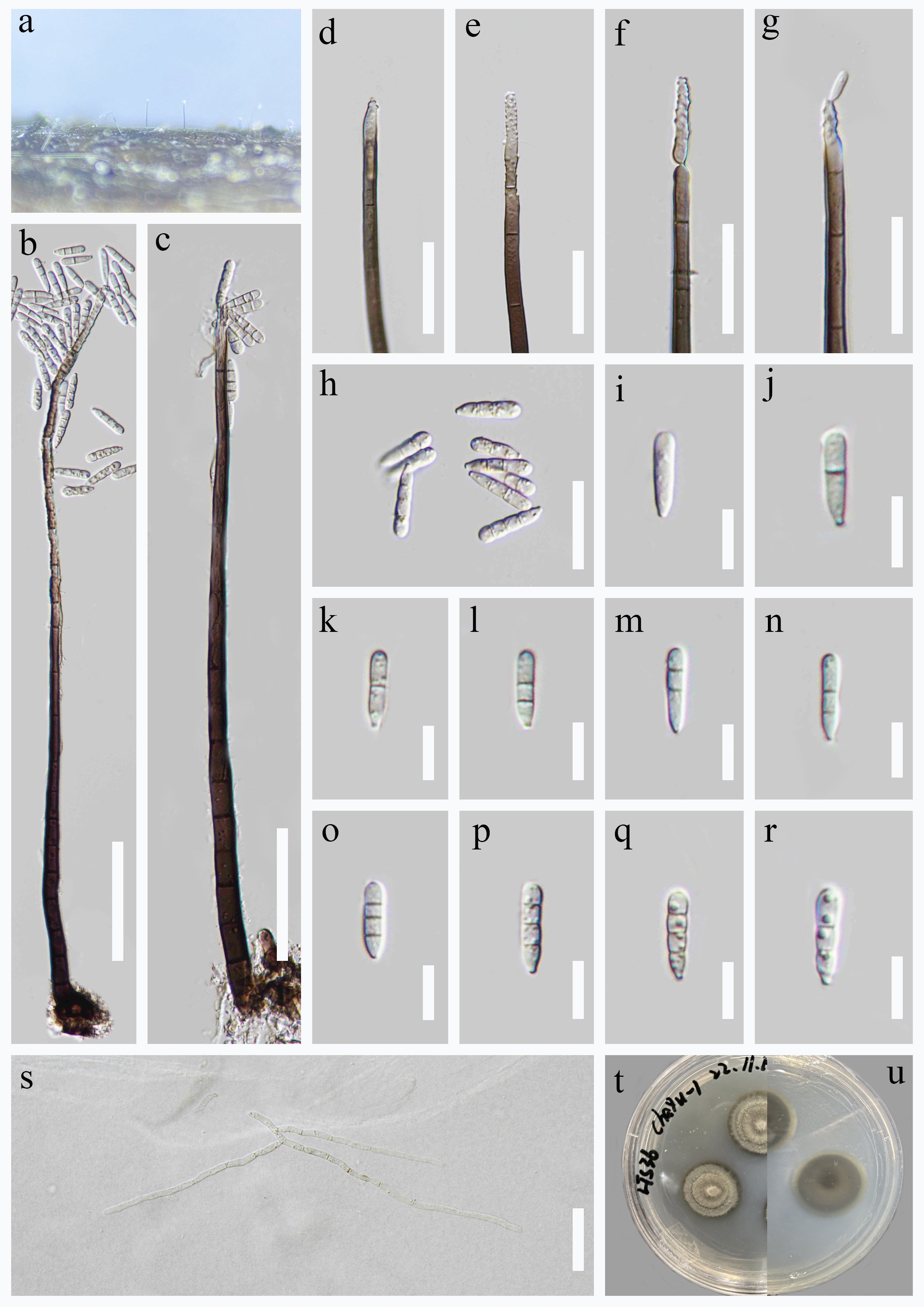 Figure 25